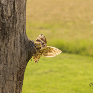 2023-05-23 - Steenuil bij zijn hol in de boom<br/>Fotohutten Bence Máté - Farm - Pusztaszer - Hongarije<br/>Canon EOS R5 - 153 mm - f/6.3, 1/1000 sec, ISO 1600