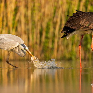 2023-05-20 - Raak! De reiger heeft de vis te pakken.<br/>Fotohutten Bence Máté - Theate - Pusztaszer - Hongarije<br/>Canon EOS R5 - 271 mm - f/5.6, 1/1600 sec, ISO 1600