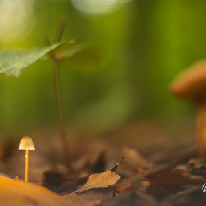 2025-10-10 - Ienie-mienie<br/>Krakelingsebos - Zeist - Nederland<br/>Canon EOS R5 -  - , 1/160 sec, ISO 800