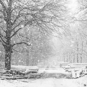 2023-01-20 - Hevige sneeuwval in het bos<br/>Kaapse Bossen - Doorn - Nederland<br/>Canon EOS R5 - 70 mm - f/5.6, 1/200 sec, ISO 3200