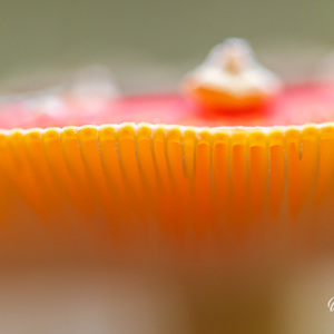 2025-10-10 - Vliegenzwam van heel dichtbij<br/>Krakelingsebos - Zeist - Nederland<br/>Canon EOS R5 - 100 mm - f/2.8, 0.01 sec, ISO 1600