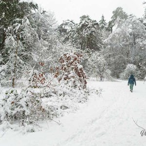 2026-01-03 - Carin ploegt door de dneeuw in het witte landschap<br/>Zeisterbos - Zeist - Nederland<br/>Canon EOS R6m2 - 24 mm - f/8.0, 1/640 sec, ISO 5000