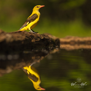 2023-05-22 - Wielewaal weerspiegeld in het water<br/>Fotohutten Bence Máté - Drinki - Pusztaszer - Hongarije<br/>Canon EOS R5 - 234 mm - f/5.0, 1/200 sec, ISO 200