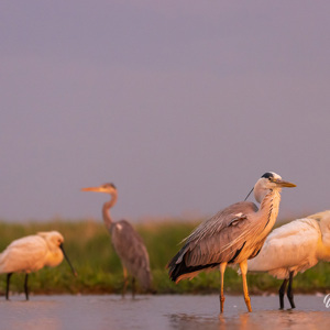 2023-05-27 - Blauwe reigers en lepelaars<br/>Fotohutten Bence Máté  Theater - Pusztaszer - Hongarije<br/>Canon EOS R5 - 200 mm - f/5.6, 1/1000 sec, ISO 6400