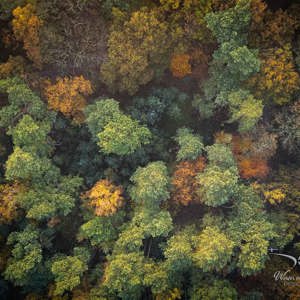 2025-11-07 - Broccoli-bos<br/>Veluwe - Nederland<br/>DJI Mini 3 Pro - 6.7 mm - f/1.7, 1/30 sec, ISO 100