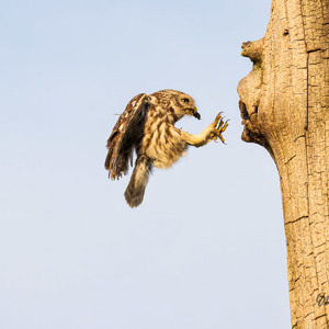 2023-05-23 - Steenuil met kever bij zijn nest<br/>Fotohutten Bence Máté - Pusztaszer - Hongarije<br/>Canon EOS R5 - 248 mm - f/5.6, 1/2500 sec, ISO 3200