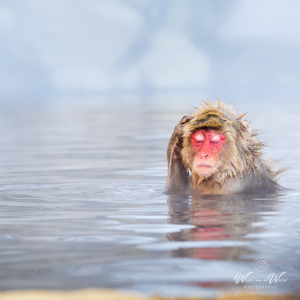 2026-02-13 - Zen in de apen-jacuzzi<br/>Jigokudani Monkey Park - Yamanouchi - Japan<br/>Canon EOS R5m2 - 190 mm - f/8.0, 1/250 sec, ISO 4000