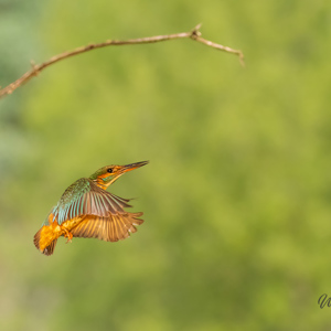 2023-05-22 - IJSvogel op weg naar zijn hol<br/>Fotohutten Bence Máté - Kingfi - Pusztaszer - Hongarije<br/>Canon EOS R5 - 182 mm - f/5.6, 1/4000 sec, ISO 6400