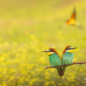 2023-05-24 - Kijk jij links, dan houd ik rechts in de gaten<br/>Fotohutten Bence Máté - Csongrád - Pejkó Lovas Panzió - Hongarije<br/>Canon EOS R5 - 241 mm - f/6.3, 1/1600 sec, ISO 3200