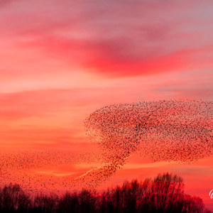 2014-03-13 - Gedachtenwolk<br/>Sluitwachter 18 - Nijkerk - Nederland<br/>Canon EOS 7D - 70 mm - f/4.0, 1/320 sec, ISO 1600