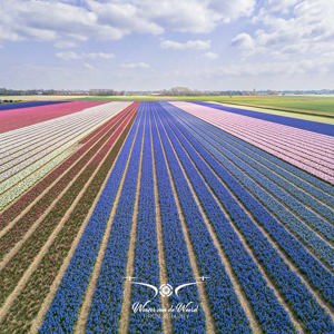 2023-04-18 - Kleurige bloembollen, met molen, genomen met drone<br/><br/>FC3582 - 6.7 mm - f/1.7, 1/1600 sec, ISO 110