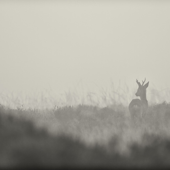 2012-11-24 - Ree in de mist in coulissen-landschap<br/>Westerheide - Hilversum - Nederland<br/>Canon EOS 7D - 300 mm - f/3.2, 1/500 sec, ISO 160