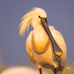 2023-05-27 - Close-up van een lepelaar<br/>Fotohutten Bence Máté  Theater - Pusztaszer - Hongarije<br/>Canon EOS R5 - 340 mm - f/5.6, 1/1600 sec, ISO 1250