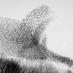 2020-02-01 - Diving Duck<br/>Meersteeg 14 - Geldermalsen - Nederland<br/>Canon EOS 5D Mark III - 200 mm - f/4.0, 1/200 sec, ISO 1600