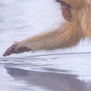 2026-02-13 - Lekker warm water<br/>Jigokudani Monkey Park - Yamanouchi - Japan<br/>Canon EOS R5m2 - 500 mm - f/7.1, 1/640 sec, ISO 2000