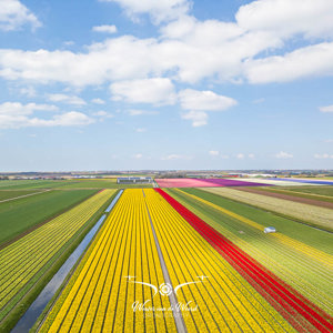 2023-04-18 - Bloembollenveld. gefotografeerd met drone<br/><br/>FC3582 - 6.7 mm - f/1.7, 1/2000 sec, ISO 100