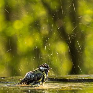 2023-05-21 - Koolmees aan het badderen<br/>Fotohutten Bence Máté - Drinki - Pusztaszer - Hongarije<br/>Canon EOS R5 - 170 mm - f/5.0, 0.02 sec, ISO 800