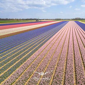 2023-04-18 - Molen aan de rand van het bloembollenveld, met drone gemomen<br/><br/>FC3582 - 6.7 mm - f/1.7, 1/3200 sec, ISO 120