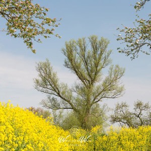2020-04-12 - Grillige bomen in gele bloemenzee<br/>Werk aan de Groeneweg - Schalkwijk - Nederland<br/>Canon EOS 5D Mark III - 70 mm - f/11.0, 0.01 sec, ISO 200