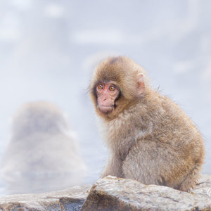 2026-02-15 - De kleintjes zien er zo aaibaar uit<br/>Jigokudani Monkey Park - Yamanouchi - Japan<br/>Canon EOS R5m2 - 270 mm - f/8.0, 1/320 sec, ISO 3200