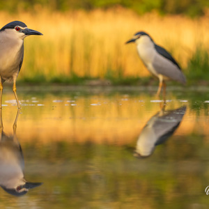 2023-05-23 - Twee Kwakken (nachtreigers) in warm ochtendlicht<br/>Fotohutten Bence Máté - Cinema - Pusztaszer - Hongarije<br/>Canon EOS R5 - 170 mm - f/6.3, 1/500 sec, ISO 1600