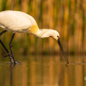 2023-05-20 - Lepelaar voor het riet<br/>Fotohutten Bence Máté - Theate - Pusztaszer - Hongarije<br/>Canon EOS R5 - 400 mm - f/5.6, 1/1250 sec, ISO 800