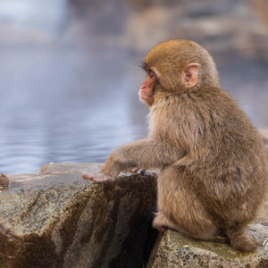 2026-02-13 - Nieuwsgierig kleintje<br/>Jigokudani Monkey Park - Yamanouchi - Japan<br/>Canon EOS R5m2 - 200 mm - f/7.1, 1/250 sec, ISO 1000