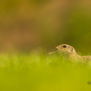 2023-05-23 - Siesel in het gras met blometje<br/>Fotohutten Bence Máté - Farm - Pusztaszer - Hongarije<br/>Canon EOS R5 - 400 mm - f/5.6, 1/1250 sec, ISO 1600