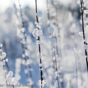 2014-12-28 - Sneeuwplukjes op takjes<br/>Plantage Willem III - Elst - Nederland<br/>Canon EOS 5D Mark III - 70 mm - f/2.8, 1/2000 sec, ISO 200