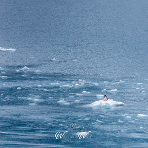 2016-12-29 - Ezelspinguïn op een kleine ijsschots<br/>Drygalski Fjord - Zuid-Georgia<br/>Canon EOS 5D Mark III - 200 mm - f/8.0, 1/800 sec, ISO 400
