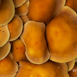 2025-10-10 - Pannenkoekjes-zwammen<br/>Krakelingsebos - Zeist - Nederland<br/>Canon EOS R5 - 100 mm - f/5.6, 1/15 sec, ISO 800