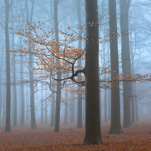 2020-12-12 - Herinnering aan de herfst<br/>De Bilt - Nederland<br/>Canon EOS 5D Mark III - 125 mm - f/5.6, 1/30 sec, ISO 800