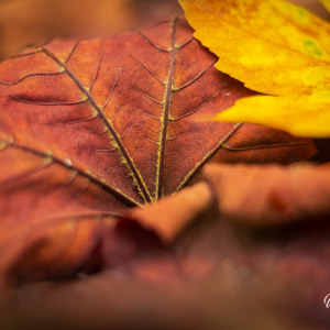 2025-10-10 - Herfstbladeren in close-up<br/>Krakelingsebos - Zeist - Nederland<br/>Canon EOS R5 -  - , 0.01 sec, ISO 400