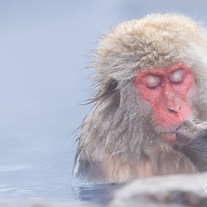 2026-02-14 - Apen portret<br/>Jigokudani Monkey Park - Yamanouchi - Japan<br/>Canon EOS R5m2 - 500 mm - f/7.1, 1/500 sec, ISO 3200