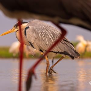 2023-05-27 - Blauwe reiger<br/>Fotohutten Bence Máté  Theater - Pusztaszer - Hongarije<br/>Canon EOS R5 - 164 mm - f/5.6, 1/80 sec, ISO 800