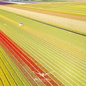 2023-04-18 - Bloembollenveld. gefotografeerd met drone<br/><br/>FC3582 - 6.7 mm - f/1.7, 1/2000 sec, ISO 100