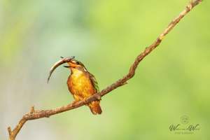 IJsvogels - fotohutten Bence Máté