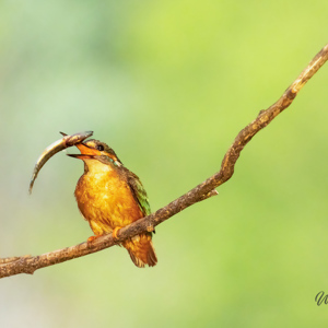 2023-05-22 - IJSvogel met vis aan het jongleren<br/>Fotohutten Bence Máté - Kingfi - Pusztaszer - Hongarije<br/>Canon EOS R5 - 400 mm - f/6.3, 1/4000 sec, ISO 6400