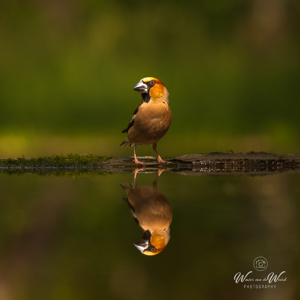 2023-05-26 - De Appelvink weerspiegeld in het water<br/>Fotohutten Bence Máté  Drinkin - Pusztaszer - Hongarije<br/>Canon EOS R5 - 300 mm - f/5.6, 1/640 sec, ISO 500