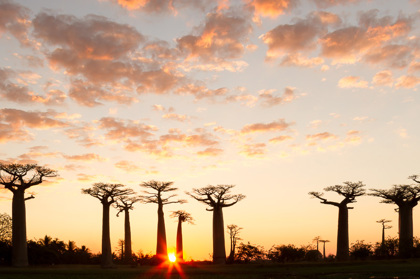 2013-08-12 - Zonsondergang tussen de Baobab-bomen<br/><br/>Canon EOS 7D - 24 mm - f/16.0, 1/13 sec, ISO 200