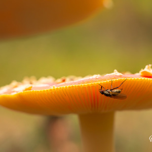 2025-10-10 - Vlieg-en-zwam<br/>Krakelingsebos - Zeist - Nederland<br/>Canon EOS R5 - 100 mm - f/8.0, 1/30 sec, ISO 1600