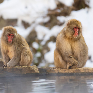 2026-02-13 - De andere apaen werden steeds goed in de gaten gehouden<br/>Jigokudani Monkey Park - Yamanouchi - Japan<br/>Canon EOS R5m2 - 200 mm - f/3.5, 1/200 sec, ISO 400