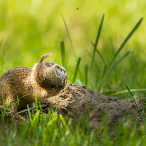 2023-05-25 - Siesel moeder verplaatstt haar kleintje naar een ander hol<br/>Fotohutten Bence Máté - Farm - Pusztaszer - Hongarije<br/>Canon EOS R5 - 400 mm - f/5.6, 1/2000 sec, ISO 3200