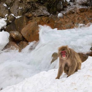 2026-02-14 - Ook in de sneeuw bij de rivier werd naar eten gezocht<br/>Jigokudani Monkey Park - Yamanouchi - Japan<br/>Canon EOS R5m2 - 128 mm - f/13.0, 0.02 sec, ISO 100