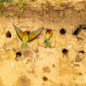 2023-05-24 - De bijeneters broeden in gangetjes in de zand-wand<br/>Fotohutten Bence Máté - Csongrád - Pejkó Lovas Panzió - Hongarije<br/>Canon EOS R5 - 220 mm - f/6.3, 1/2500 sec, ISO 6400