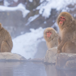2026-02-13 - De dikke vachten houden de apen lekker warm<br/>Jigokudani Monkey Park - Yamanouchi - Japan<br/>Canon EOS R5m2 - 200 mm - f/7.1, 1/200 sec, ISO 500