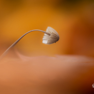 2025-10-10 - Tegenwind<br/>Krakelingsebos - Zeist - Nederland<br/>Canon EOS R5 - 100 mm - f/2.8, 0.01 sec, ISO 400