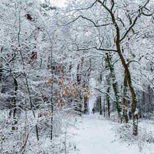 2026-01-03 - Op ieder takje ligt sneeuw<br/>Zeisterbos - Zeist - Nederland<br/>Canon EOS R6m2 - 24 mm - f/8.0, 1/80 sec, ISO 800