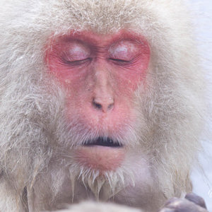 2026-02-15 - Apen portret<br/>Jigokudani Monkey Park - Yamanouchi - Japan<br/>Canon EOS R5m2 - 500 mm - f/7.1, 1/500 sec, ISO 3200