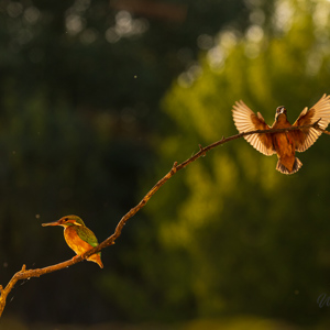 2023-05-25 - IJsvogels met tegenlicht<br/>Fotohutten Bence Máté - Kingfi - Pusztaszer - Hongarije<br/>Canon EOS R5 - 176 mm - f/5.6, 1/2000 sec, ISO 1600